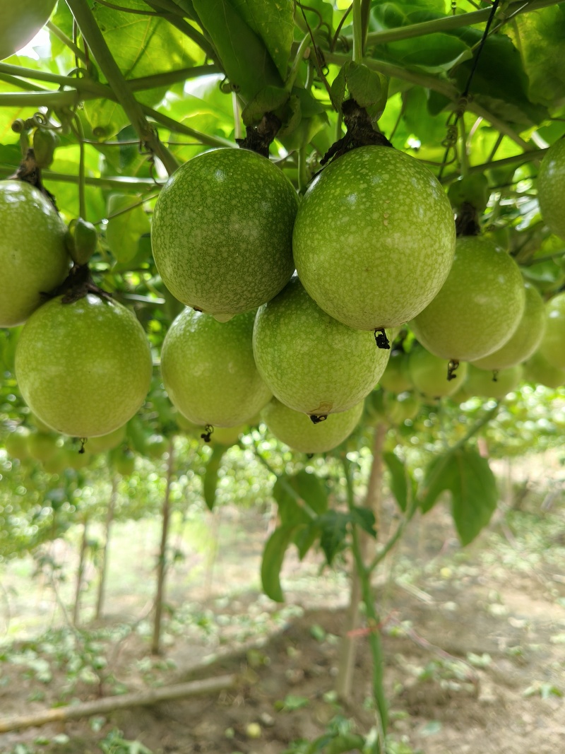 黄金百香果
