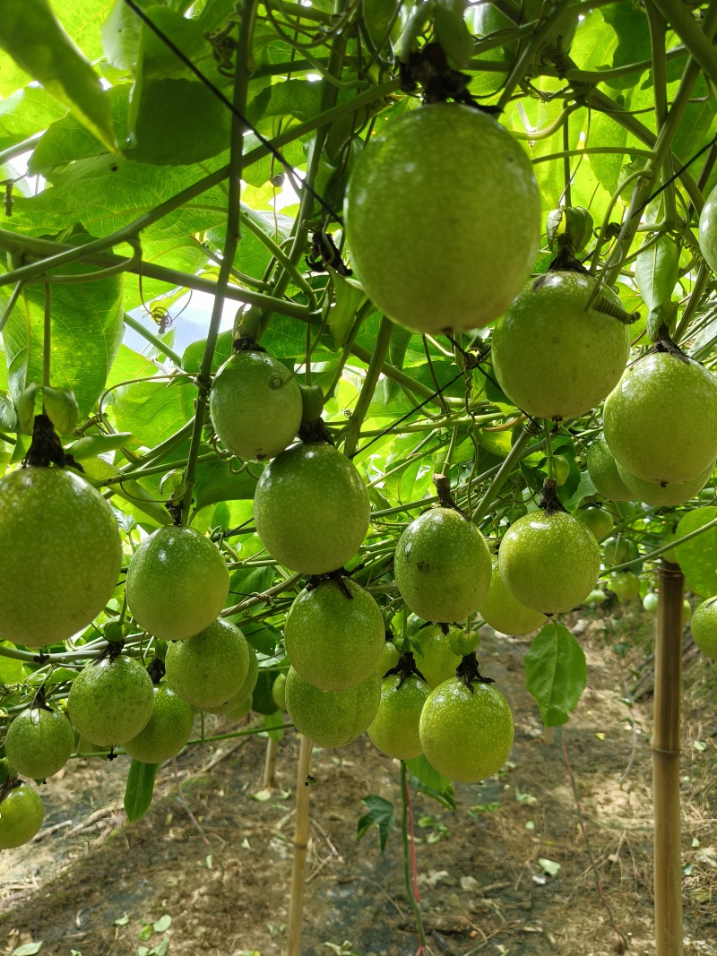 黄金百香果