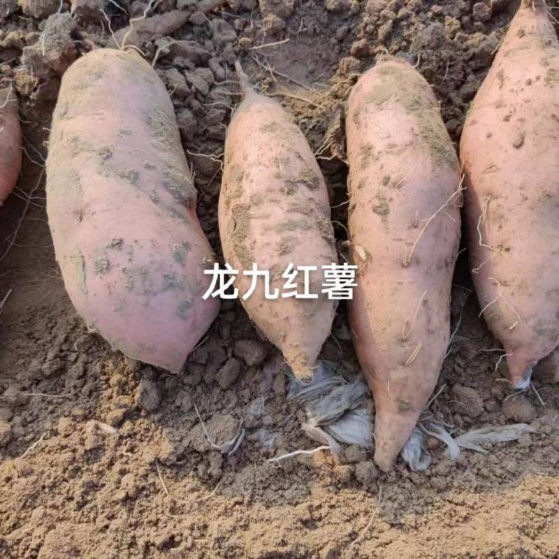 龙九红薯