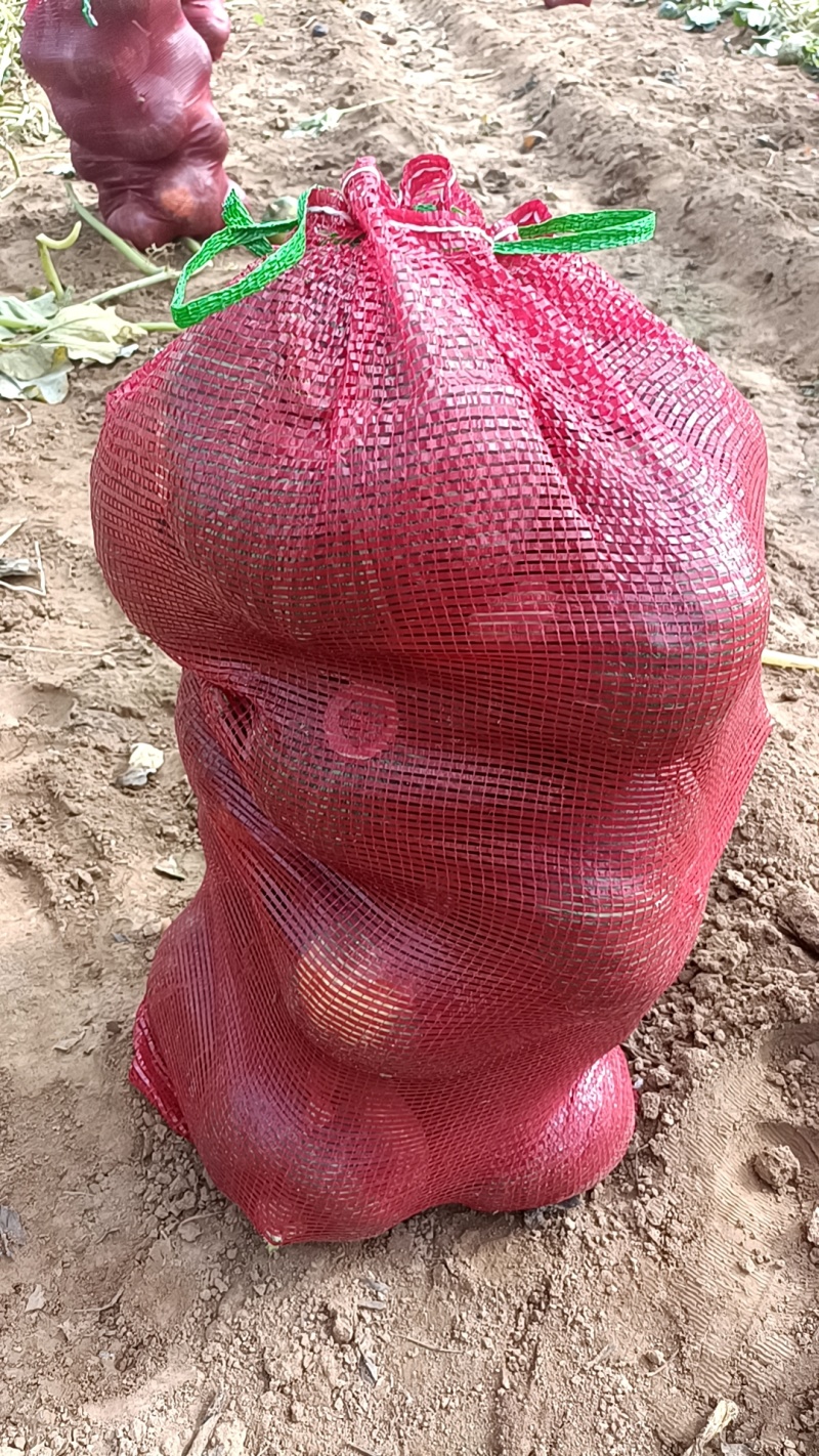 山东板栗南瓜