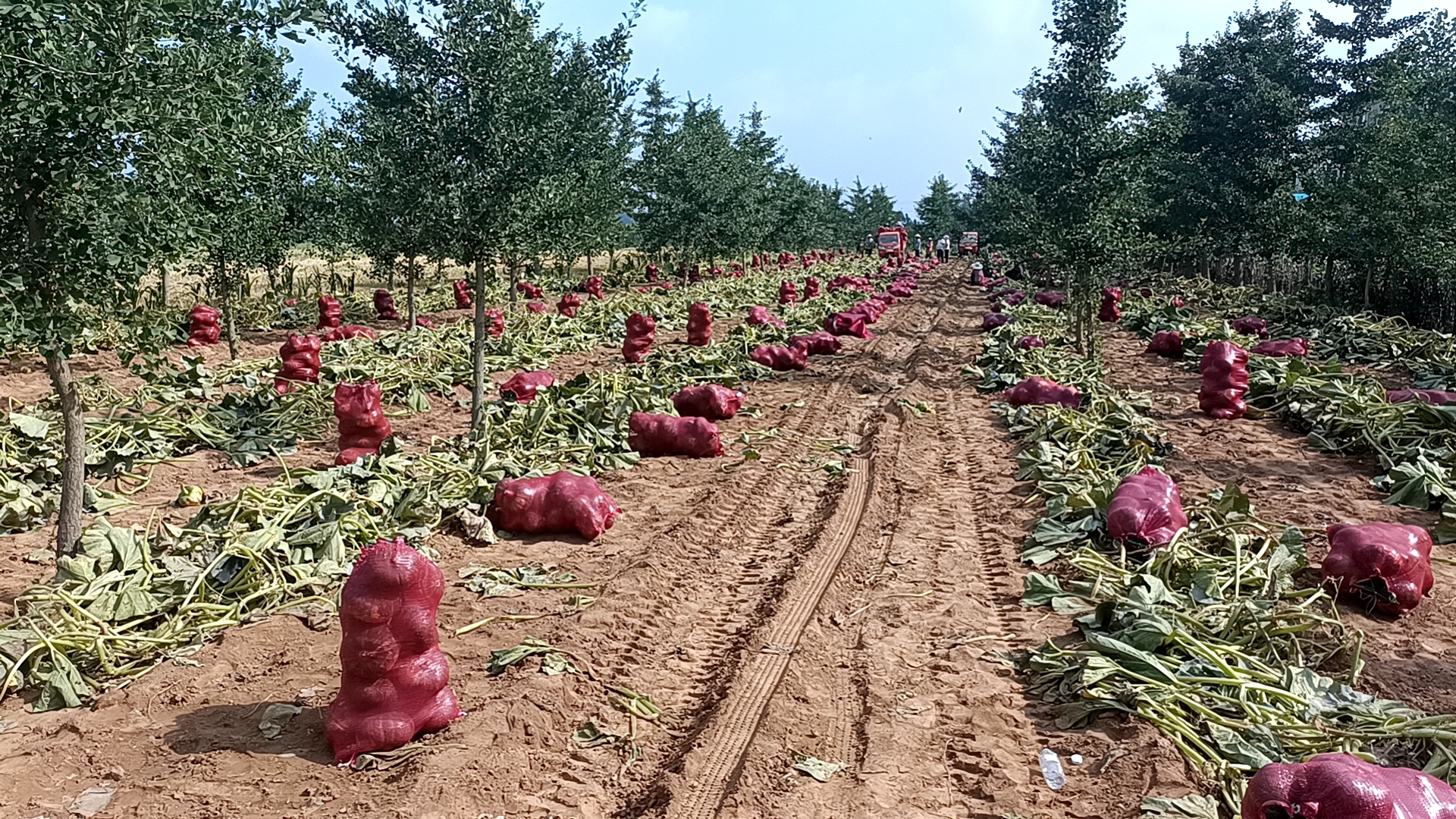 农户在田间对成熟的板栗南瓜进行采收和初步包装 板栗南瓜采收与包装现场