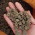当季新品猫爪草中药材正品中药猫爪草新鲜水洗猫抓草