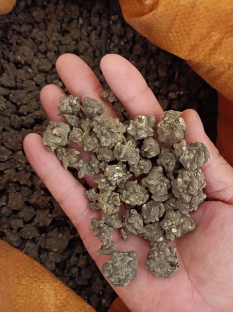 当季新品猫爪草中药材正品中药猫爪草新鲜水洗猫抓草