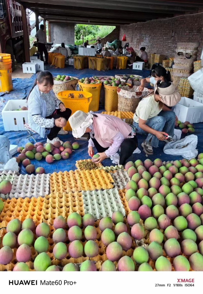 云南精品热带白龙芒果口感清甜大量上市产地直发