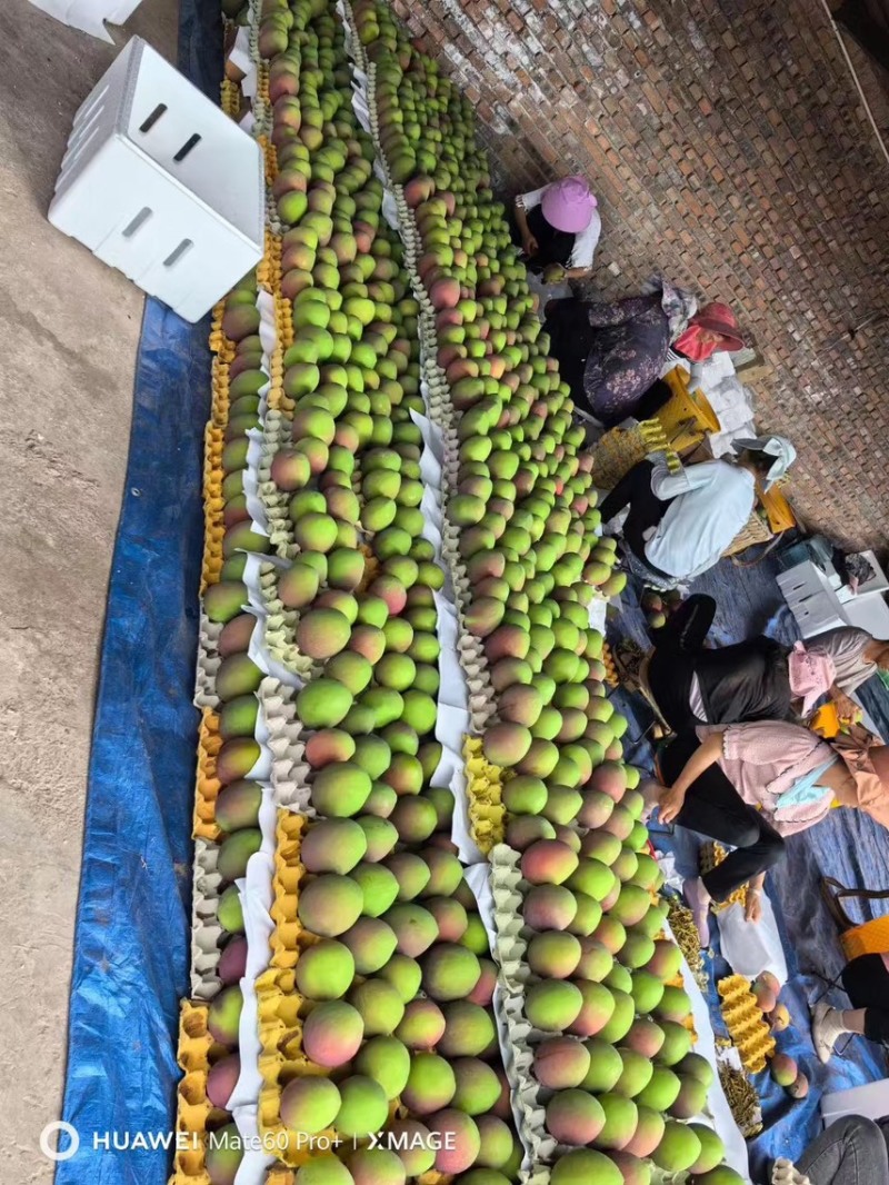 云南精品热带白龙芒果口感清甜大量上市产地直发