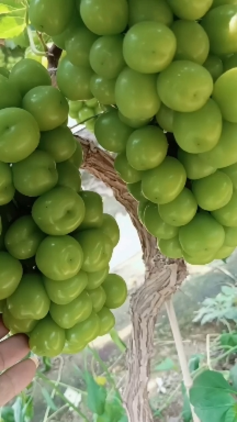 阳光玫瑰