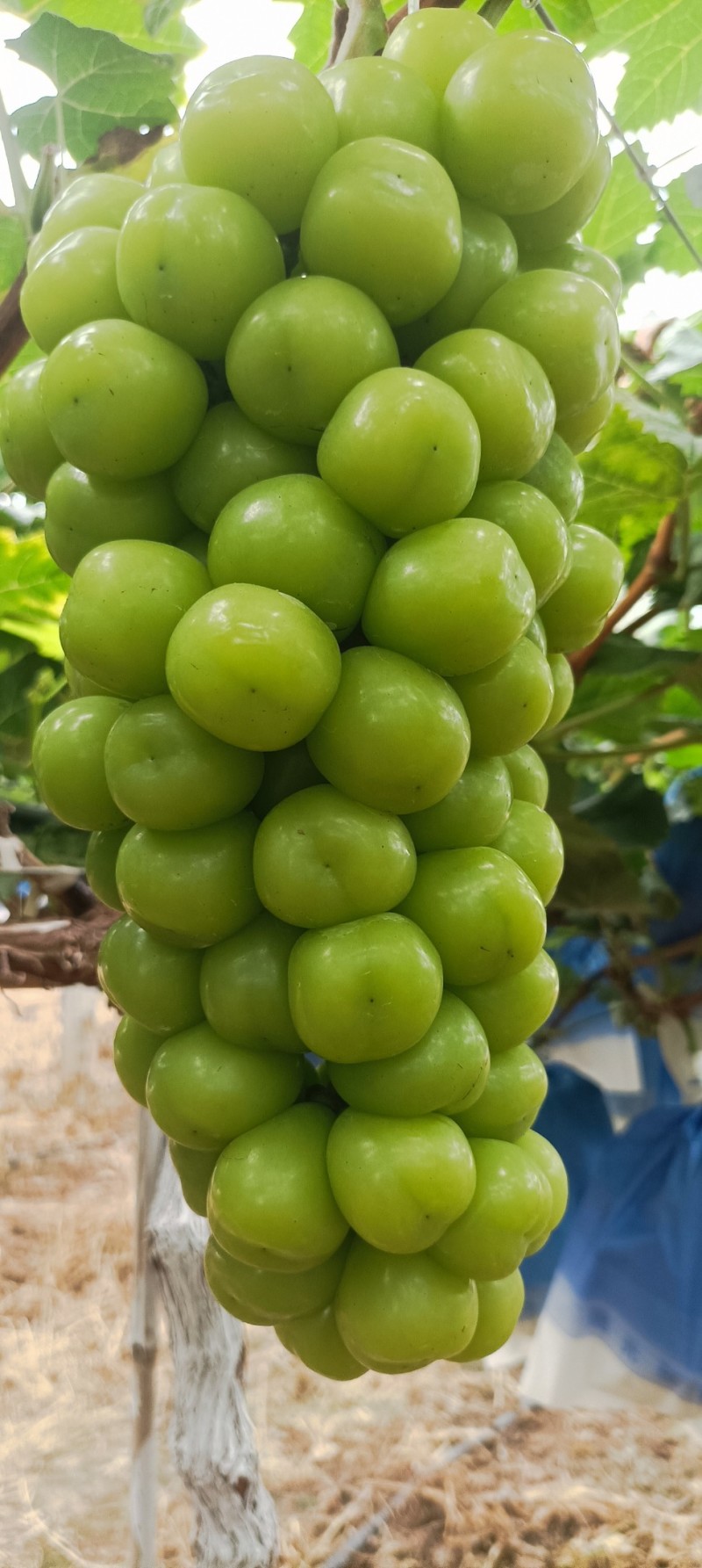 阳光玫瑰