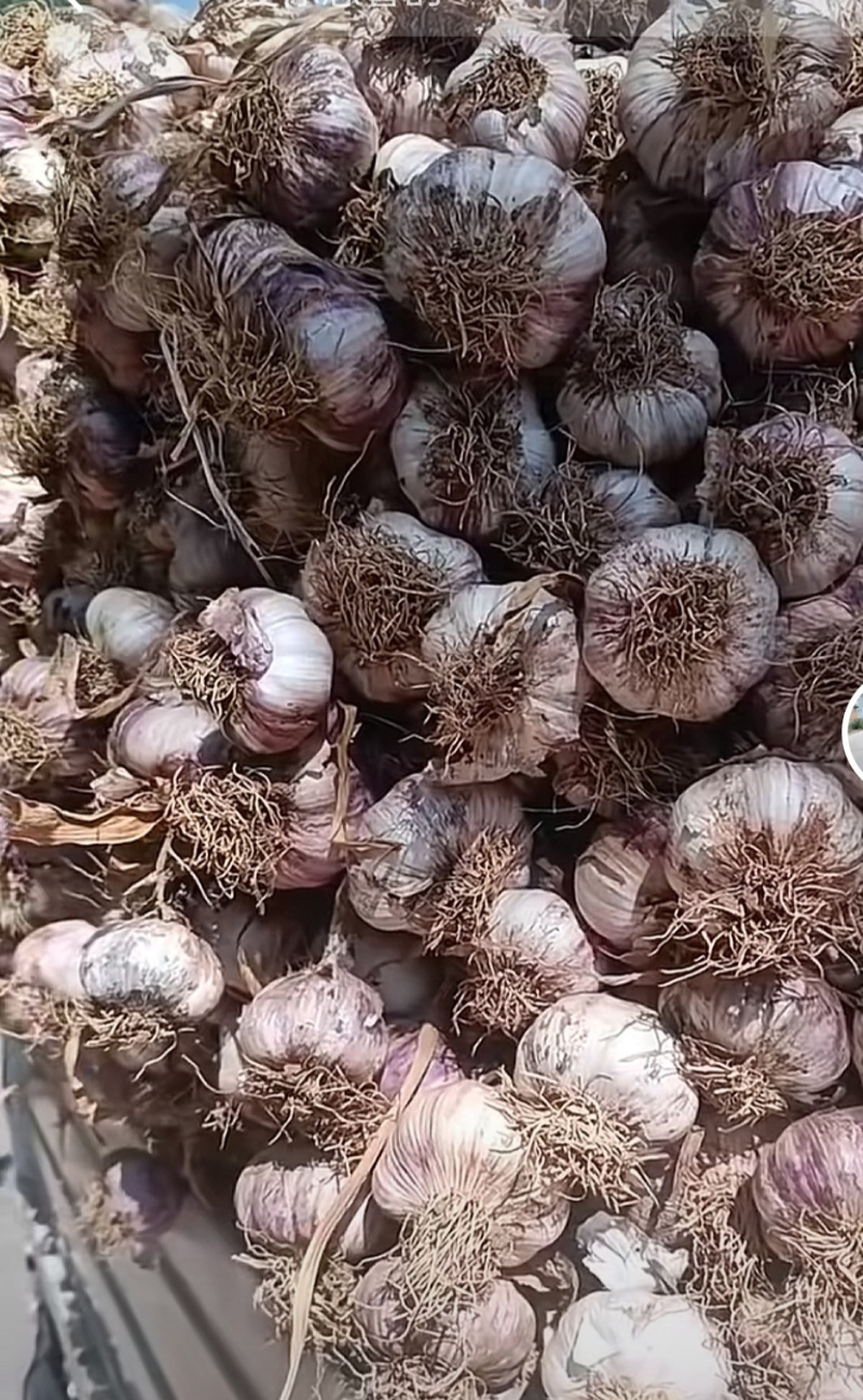 安丘城西紫皮大蒜