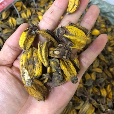 中药材石仙桃果石橄榄