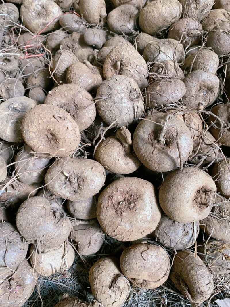 红藤山乌龟小尺寸精品货今年新货鲜活基本都是带芽