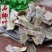 中药材石楠叶石南叶石楠藤叶