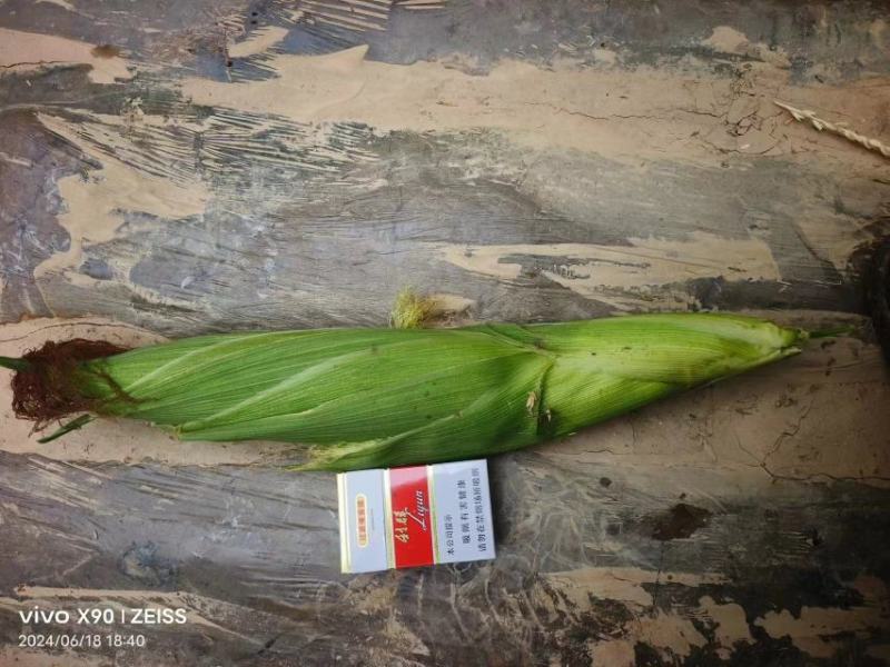 花，黄，白玉米水果，甜一糯大量上市中有需要联系我哦！