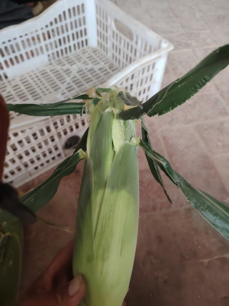 花，黄，白玉米水果，甜一糯大量上市中有需要联系我哦！