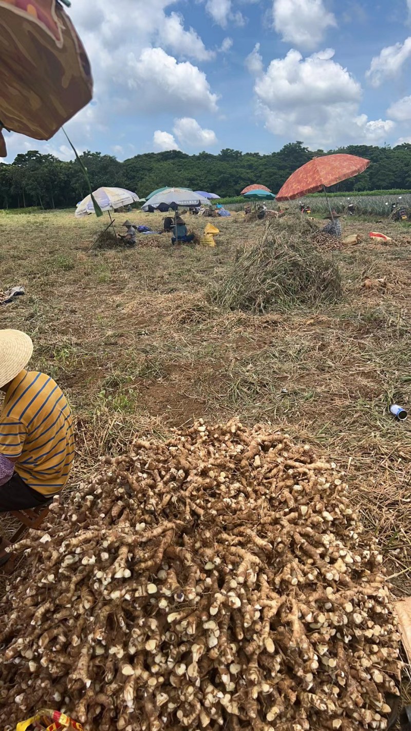 精品高良姜产地直发一手货源可以视频看货量大从优