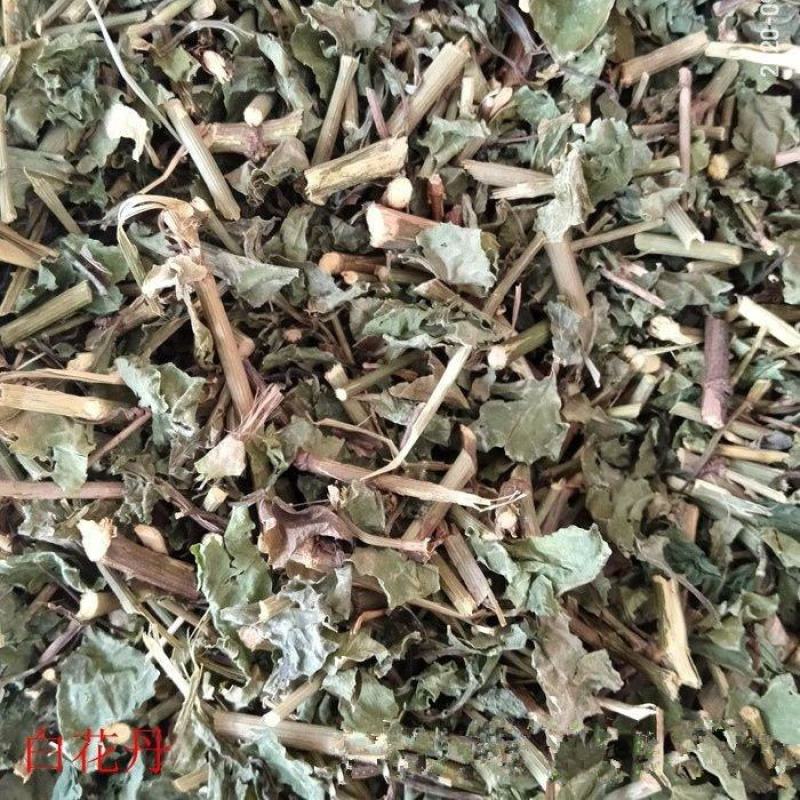 中药材白花丹包邮谢三娘山波苓一见消