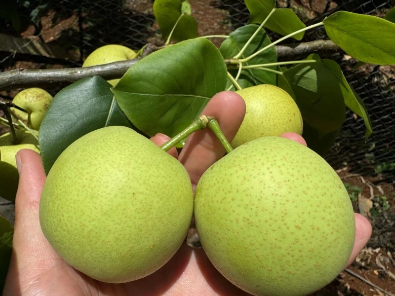 青花梨，翠冠梨，丁香梨