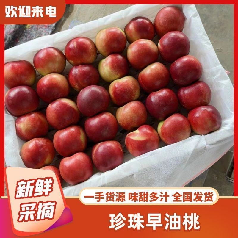〔精品〕山西珍珠枣油桃1号8号3号，大量供应，欢迎合作。