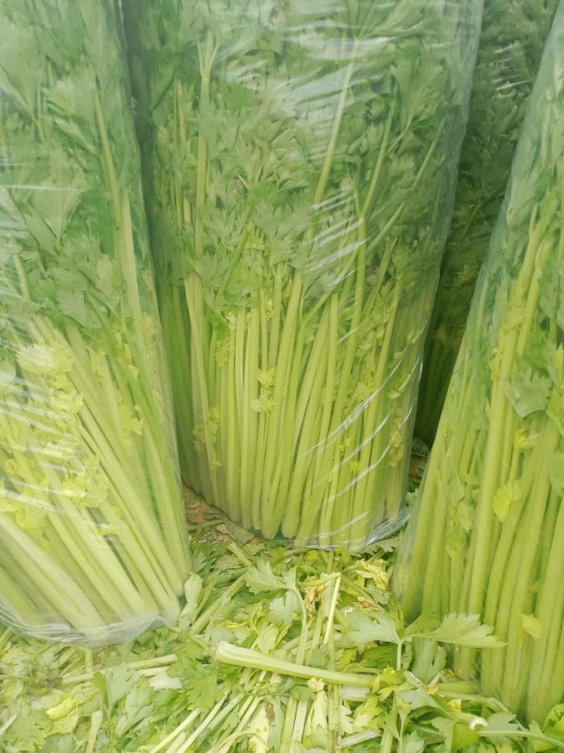 精品香芹，割，拔