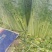 精品香芹，割，拔