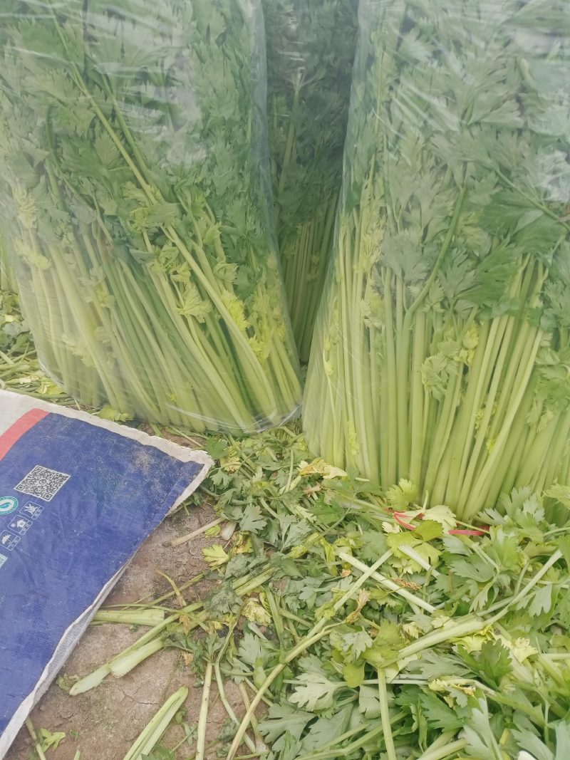 精品香芹，割，拔