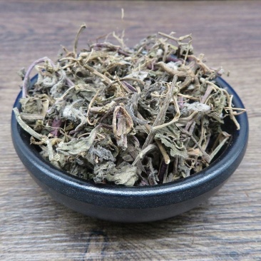 筋骨草白毛夏枯草散血草散血丹