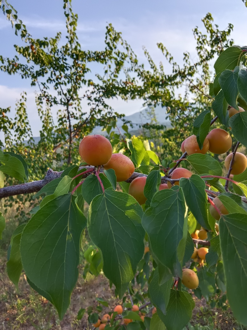 吊干杏