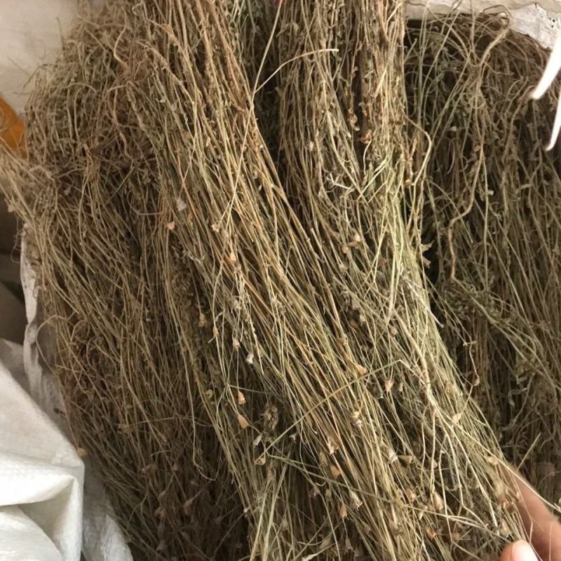 新货野生中药材兰花参蓝花参蓝花草