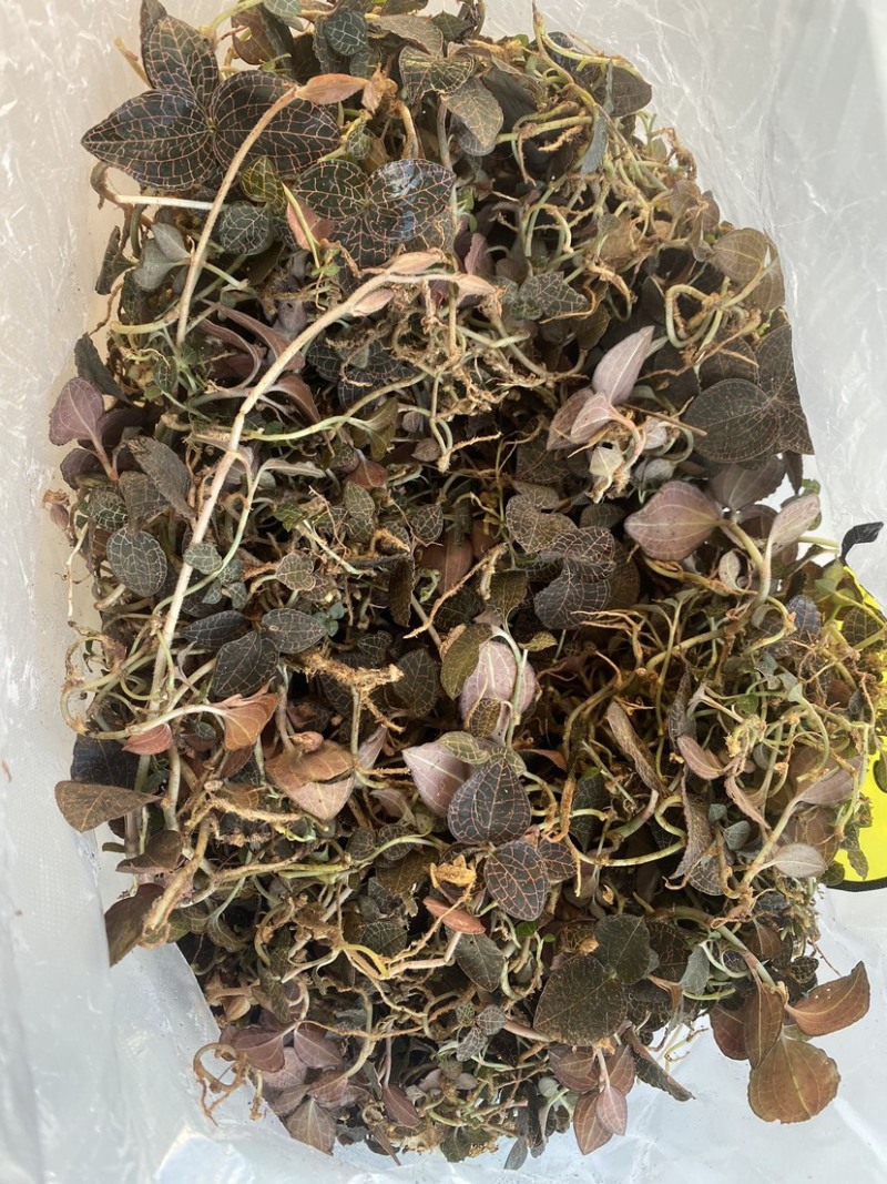 江西赣州纯野生小圆叶金线莲