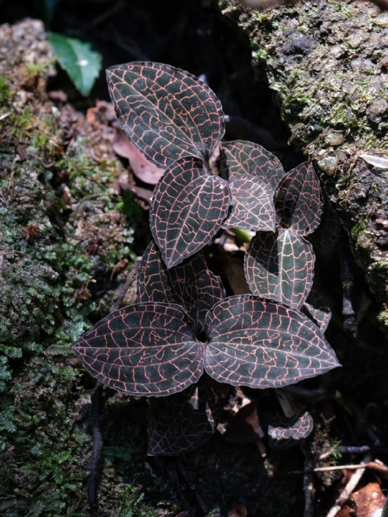 江西赣州纯野生小圆叶金线莲