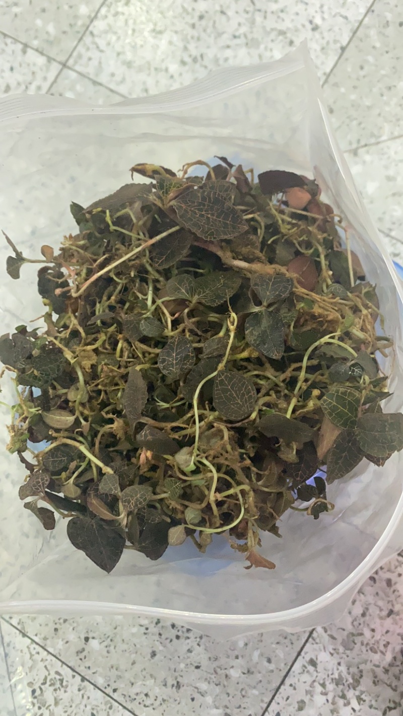 江西赣州纯野生小圆叶金线莲