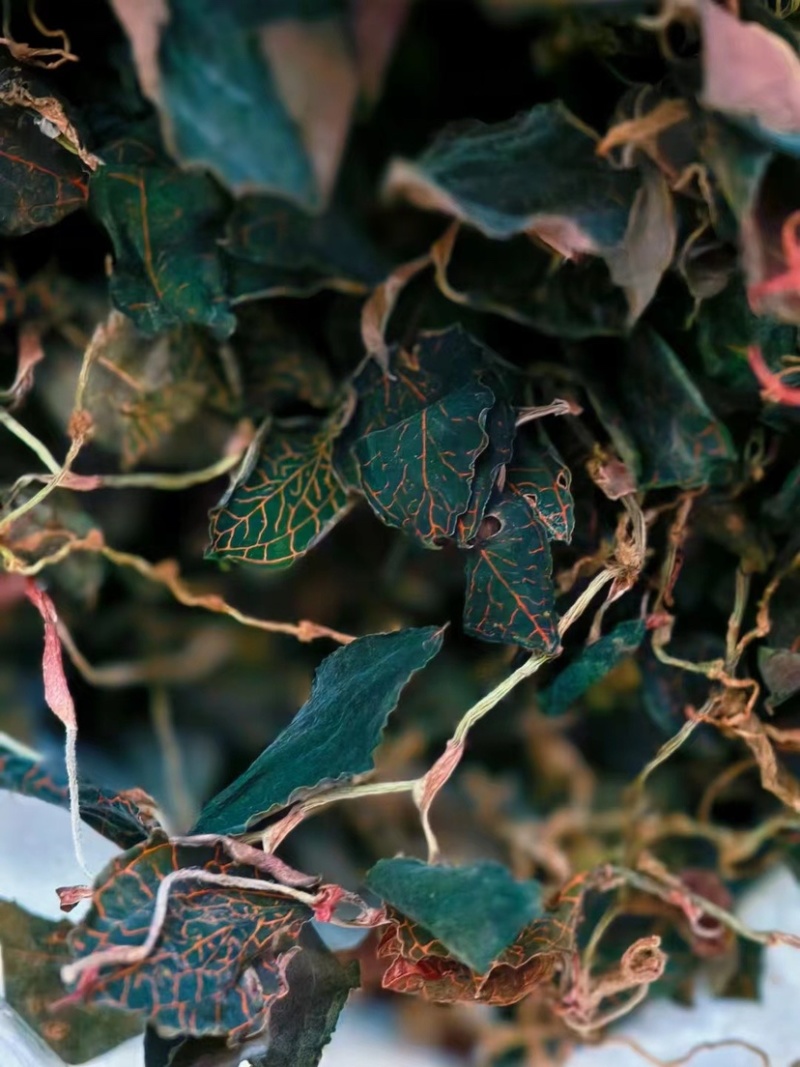 江西赣州纯野生小圆叶金线莲