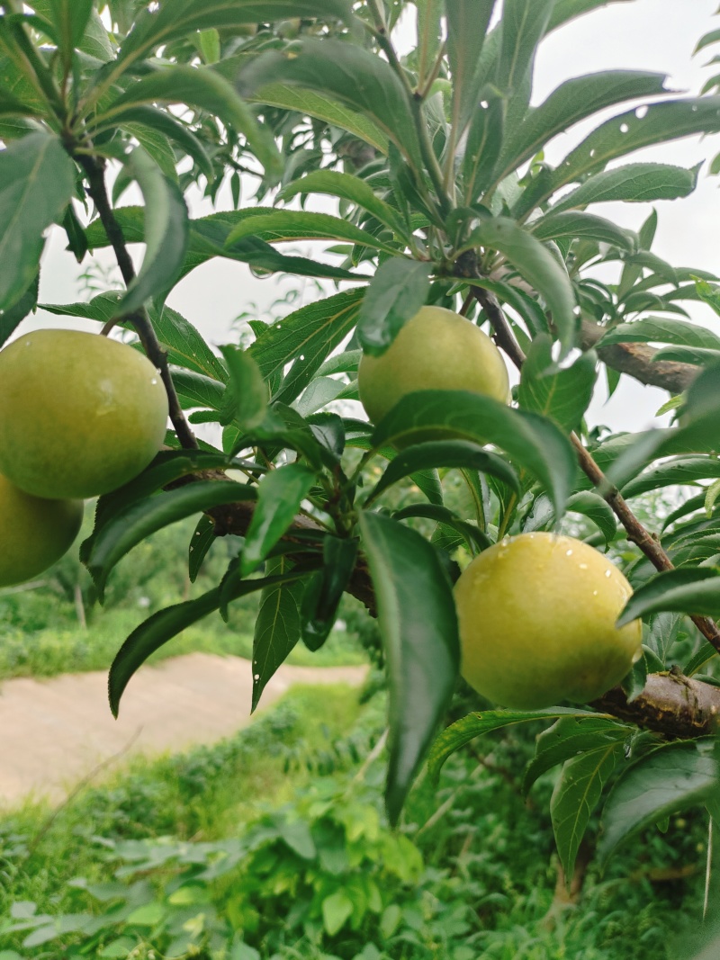 蜂糖李