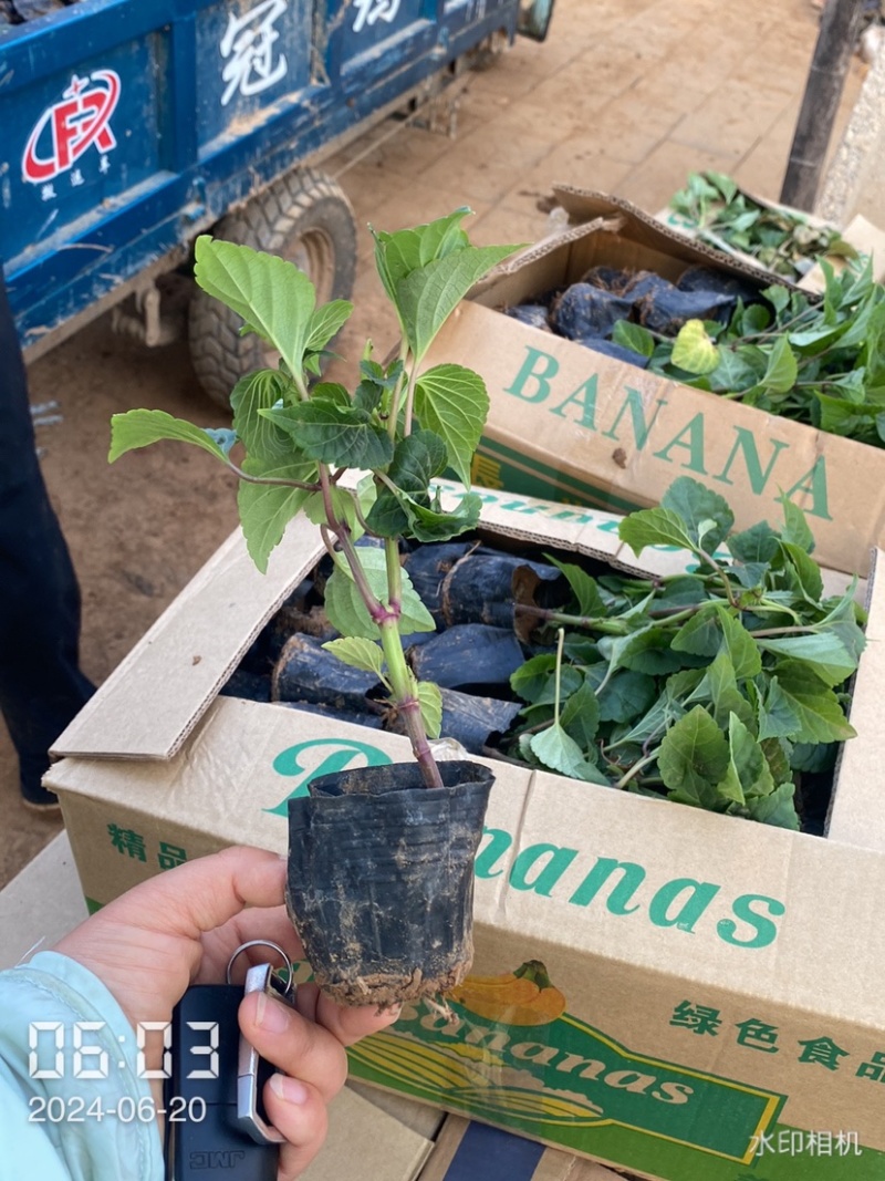 一串红小苗杯苗租摆用一串红盆苗时令草花带花带盆发货