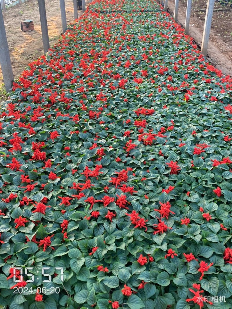 一串红小苗杯苗租摆用一串红盆苗时令草花带花带盆发货