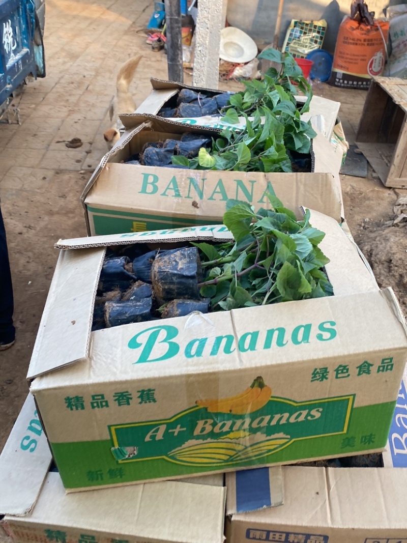 一串红小苗杯苗租摆用一串红盆苗时令草花带花带盆发货