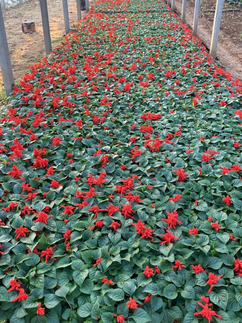 一串红小苗杯苗租摆用一串红盆苗时令草花带花带盆发货