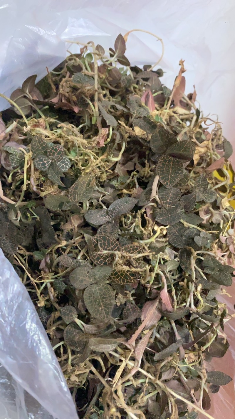 江西赣州纯野生小圆叶金线莲