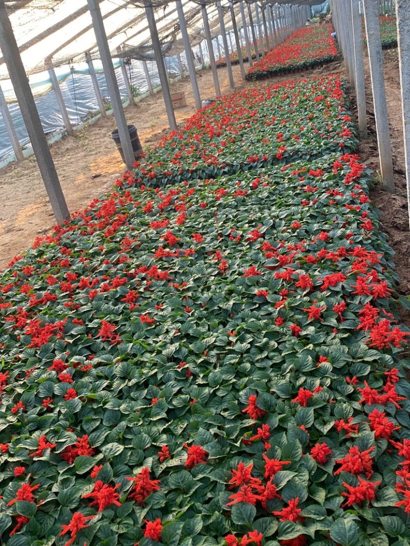 一串红小苗杯苗租摆用一串红盆苗时令草花带花带盆发货