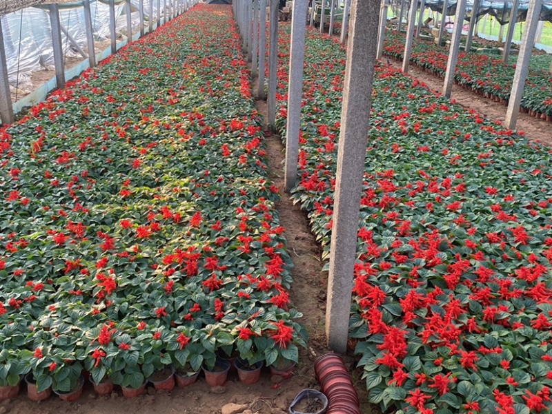 一串红小苗杯苗租摆用一串红盆苗时令草花带花带盆发货