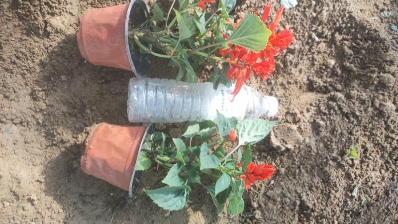 一串红小苗杯苗租摆用一串红盆苗时令草花带花带盆发货