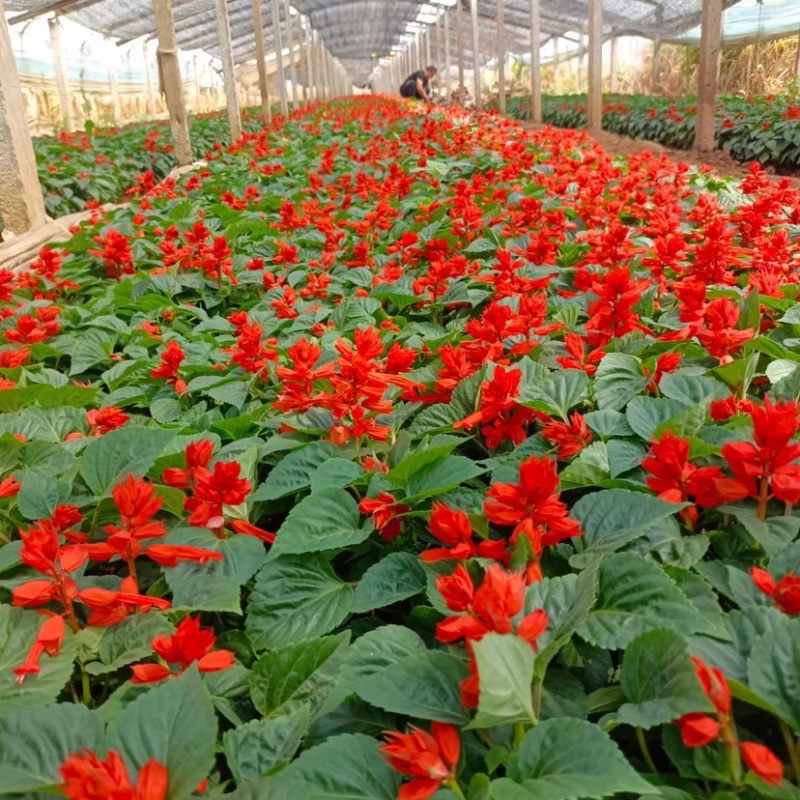 一串红小苗杯苗租摆用一串红盆苗时令草花带花带盆发货