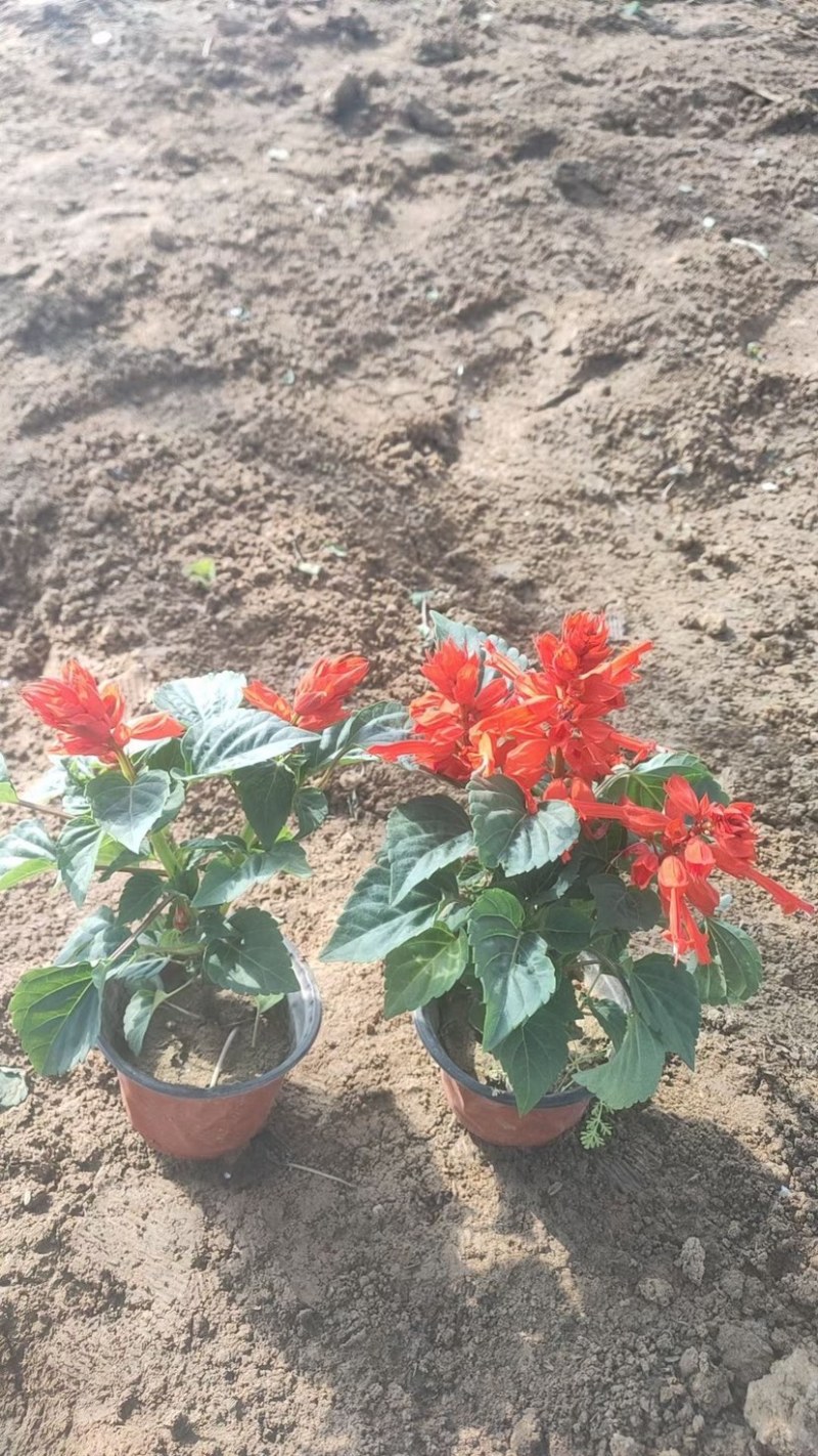 一串红小苗杯苗租摆用一串红盆苗时令草花带花带盆发货