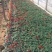 一串红小苗杯苗租摆用一串红盆苗时令草花带花带盆发货