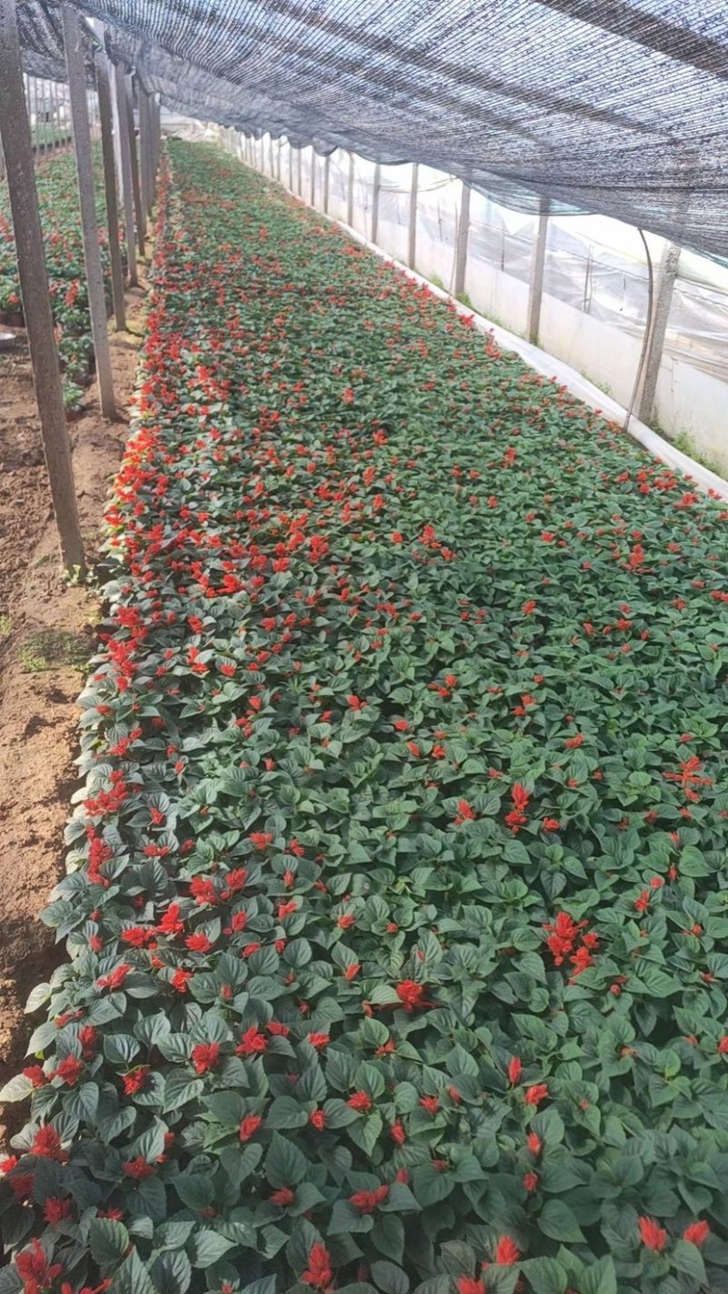 一串红小苗杯苗租摆用一串红盆苗时令草花带花带盆发货