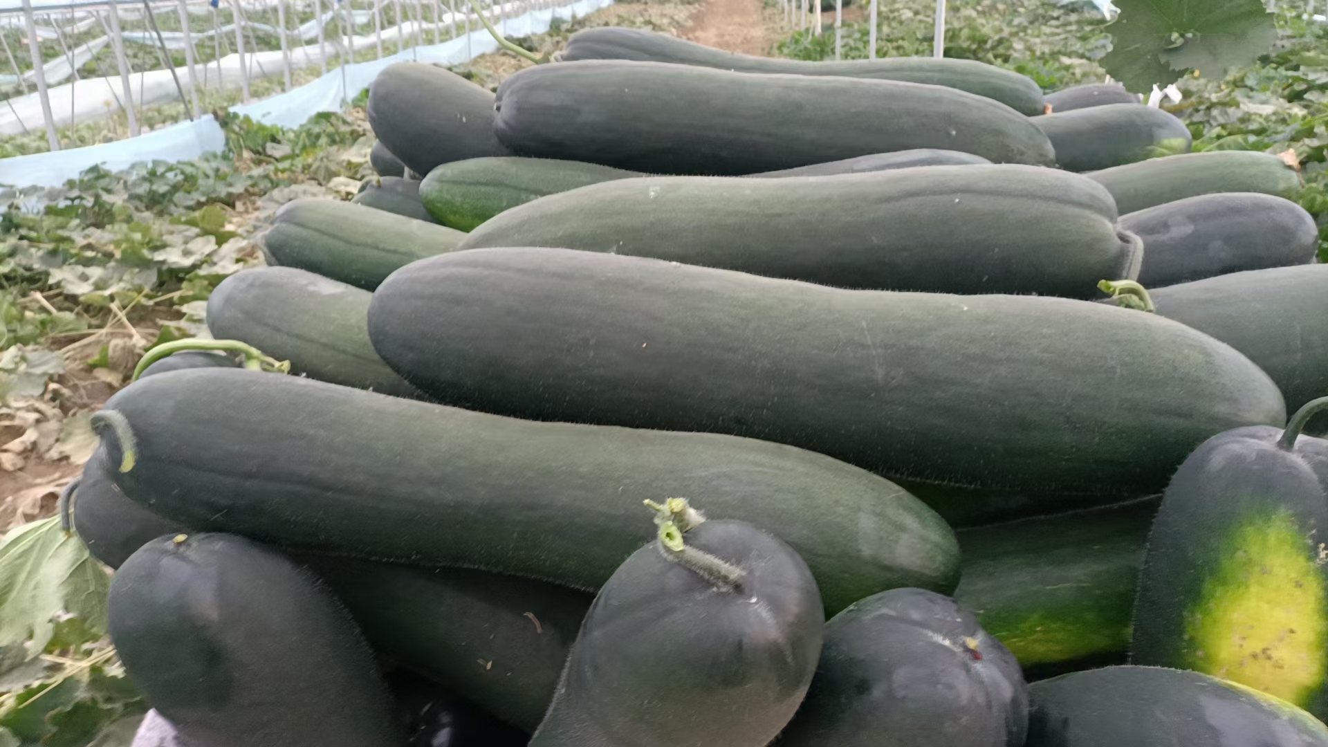 展示清远黑皮冬瓜果肉结构与果皮细节的高清特写照片 清远黑皮冬瓜切开内部结构图