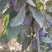 新疆西梅一件代发