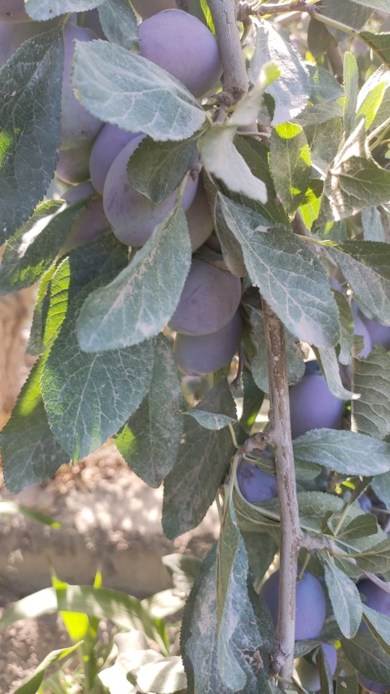 新疆西梅一件代发