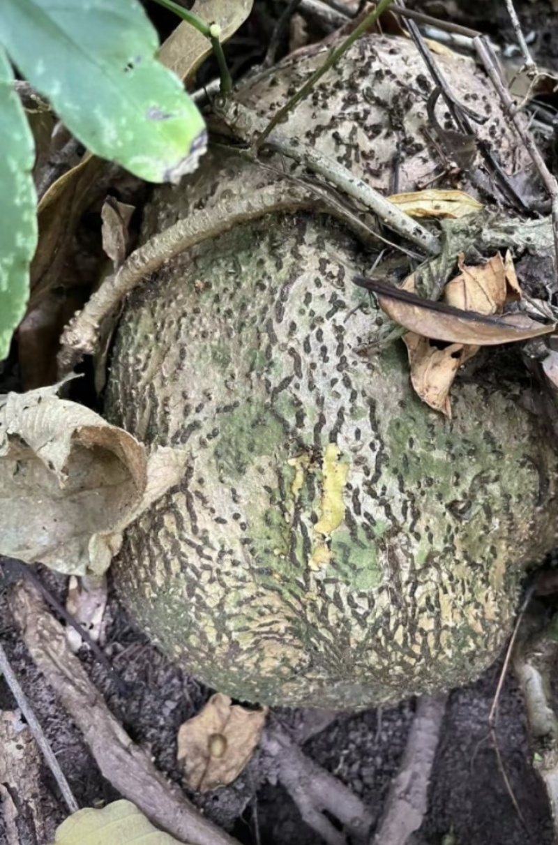 山乌龟中药材种植基地大量有货