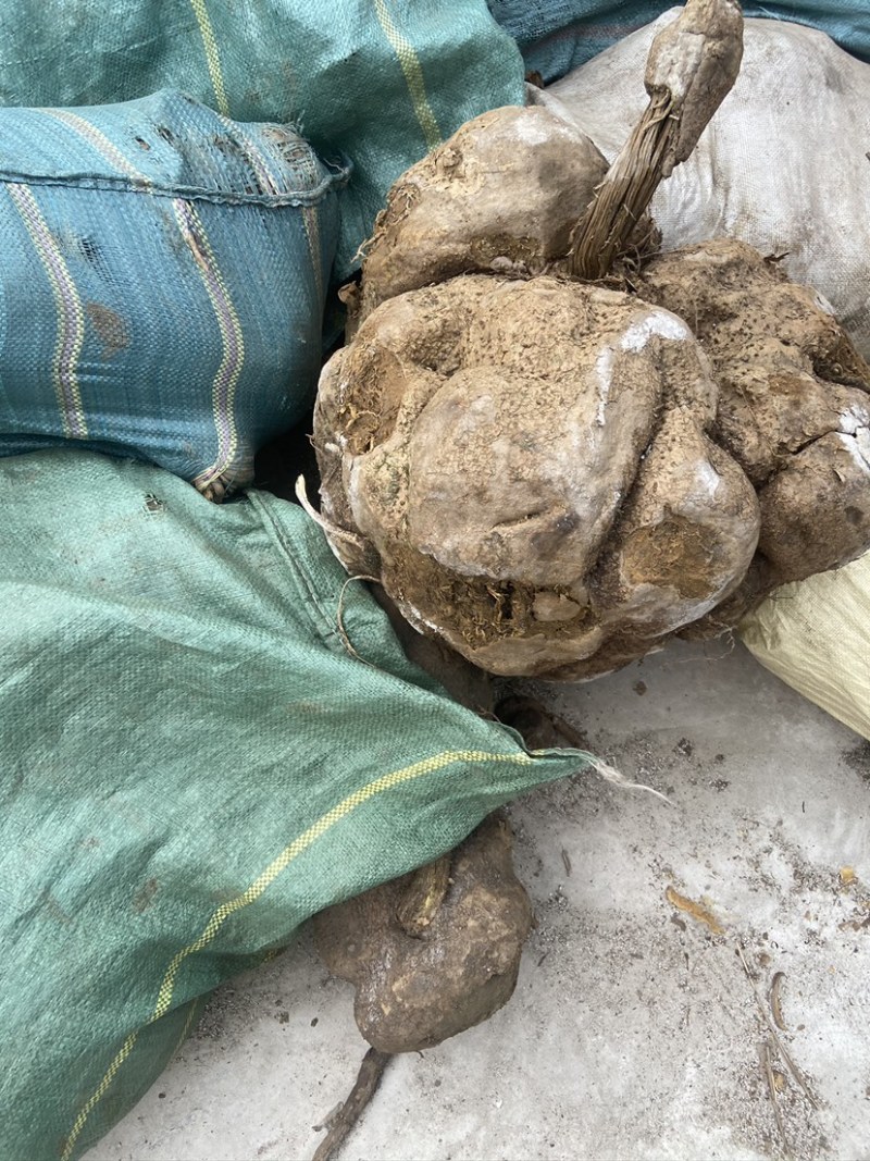 山乌龟中药材种植基地大量有货