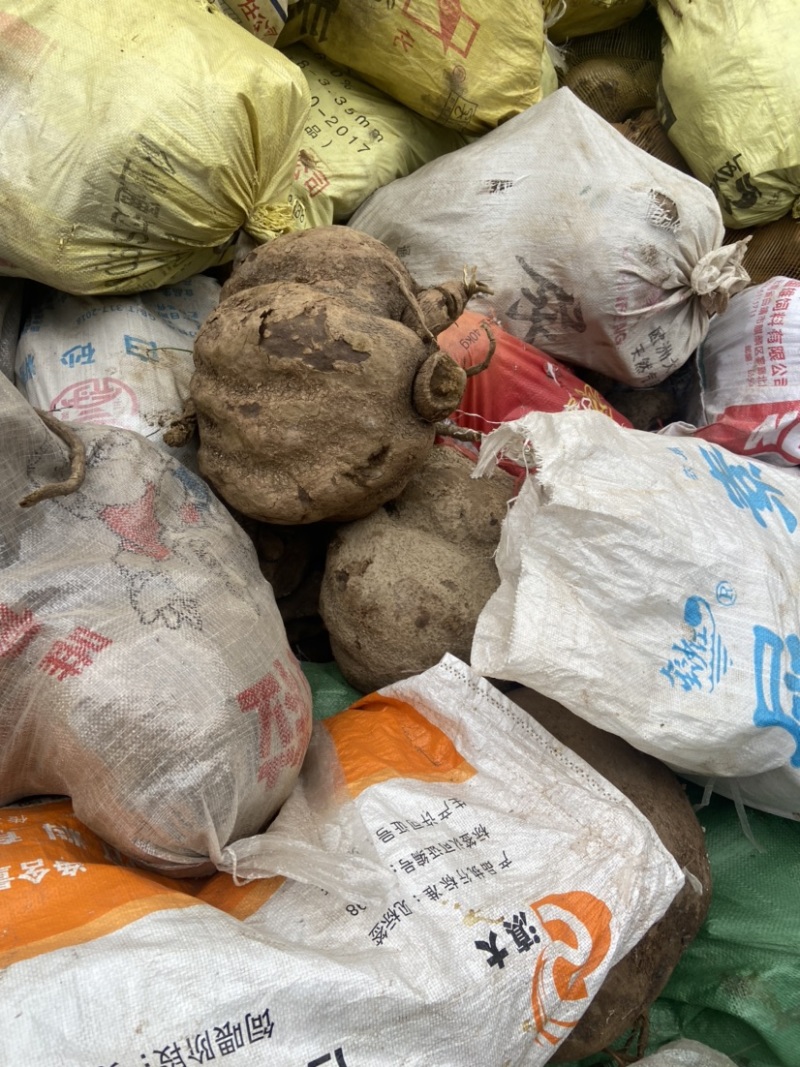 山乌龟中药材种植基地大量有货